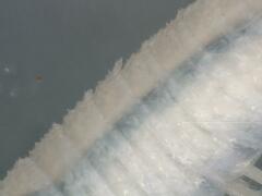 Androniscus dentiger