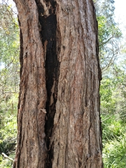 Lophostemon suaveolens