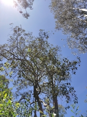 Lophostemon suaveolens