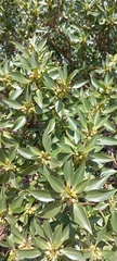 Myoporum