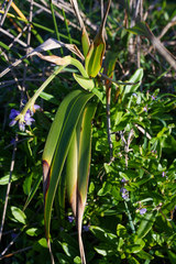 Dianella congesta