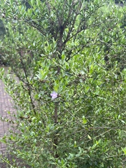 Dais cotinifolia