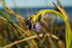 Dianella congesta