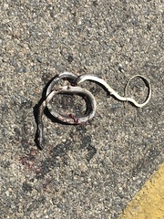 Masticophis fuliginosus