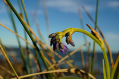 Dianella congesta