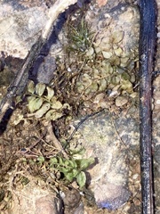 Plagiomnium rostratum