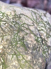 Frullania eboracensis