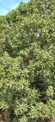 Myoporum