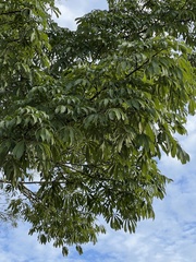 Ceiba