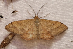 Scopula rubraria