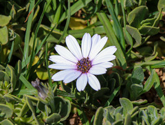 Dimorphotheca fruticosa