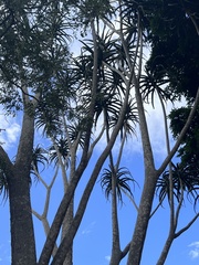 Aloidendron barberae