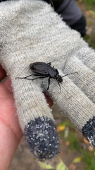 Carabus hortensis