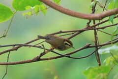 Schoeniparus castaneceps