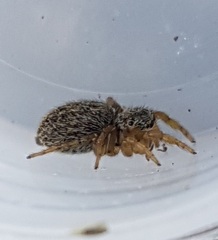 Euophrys herbigrada