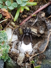 Gnaphosa occidentalis