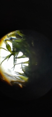 Tortula muralis
