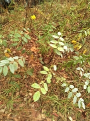 Wisteria frutescens