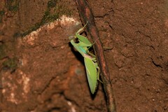 Rhombodera zhangi