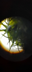 Tortula muralis