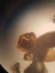 Gnaphosa occidentalis