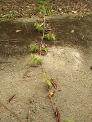 Wisteria frutescens