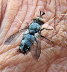 Copecrypta ruficauda