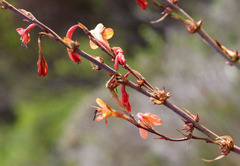 Watsonia meriana