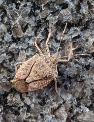 Halyomorpha halys
