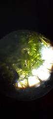 Tortula muralis