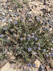 Globularia
