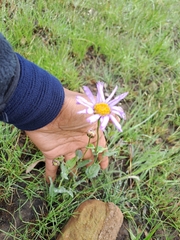 Dimorphotheca jucunda