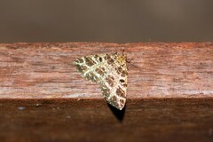 Arichanna interplagata