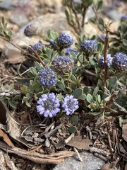 Globularia