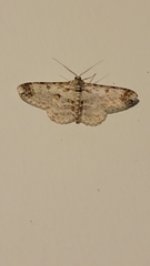 Epimecis