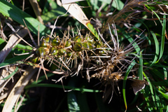 Lomandra hystrix