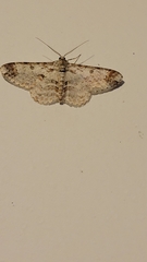 Epimecis