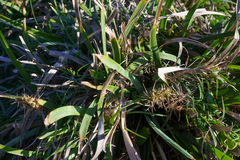 Lomandra hystrix