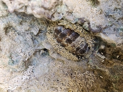Acanthopleura granulata