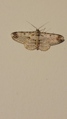 Epimecis