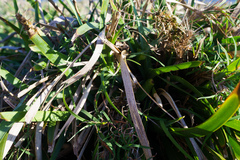 Lomandra hystrix