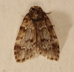 Scaphidriotis xylogramma