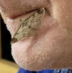 Epimecis