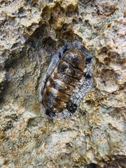 Acanthopleura granulata