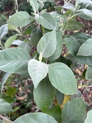 Barleria albostellata