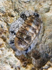 Acanthopleura granulata