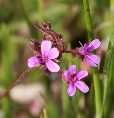 Pelargonium grossularioides