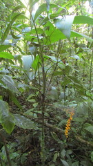 Chamaedorea pinnatifrons