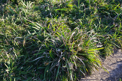 Lomandra hystrix