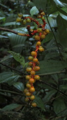 Chamaedorea pinnatifrons